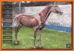 3D Horse Anatomy Software related image