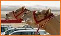 Animal Racing - 4 Players Camel Races related image
