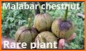 malabar chestnut related image