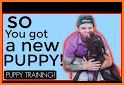 Puppy Training - Puppy Perfect Pro related image