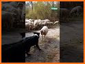 Lamb Herding related image