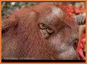 Orangutan Rescue Free related image