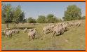 Sheep Grass Cutter related image