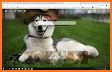 Husky dog Wallpaper HD : backgrounds & themes related image