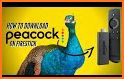 Guide for Peacock TV related image