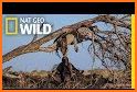 Nat Geo Wild Videos related image