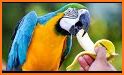 Macaw Parrot Theme related image