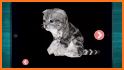Cute Kitten Simulating Game related image