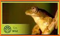 Sasol Young Explorer – Frogs related image