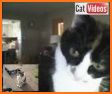 Cat Fake Video Call related image