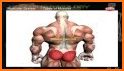 Muscular System 3D (anatomy) related image