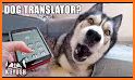 Pet Chat - Cat&Dog Translator related image
