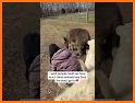 Merge Farm : Animal Rescue related image