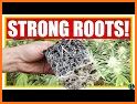 Root Growth related image