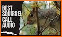 Squirrel hunting calls related image