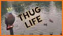 Thug Life Pigeon Simulator - Birds Simulator 2020 related image