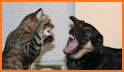 Pets Fight related image