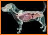 Dog Anatomy: Canine 3D related image