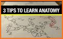 Easy Anatomy - Learn anatomy efficiently related image
