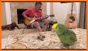 GuitarParrot related image