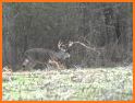 Alabama Whitetail Records - Trophy Deer Records related image