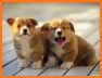 Cute Dogs Wallpaper related image