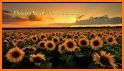 Beautiful Wallpaper Sunflower Summer Sky Theme related image