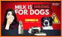 Woof – Pet Safety related image