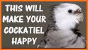 Singing to tame your cockatiel related image