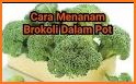 tips cara menanam brokoli hidroponik sederhana related image