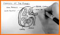 Kidney Anatomy related image