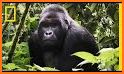 Gorilla Experience related image