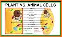 Plants vs Animals related image