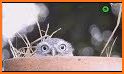 Funny Owl related image