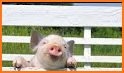 How to Take Care of a Pet Pig related image