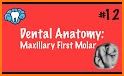 Dentamera ( Dental Anatomy ) related image
