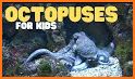 Octopuses Basic Infos related image