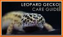 LEOPARD GECKO CARE 101 related image