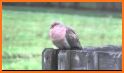 Mourning Dove Coo Call Sound related image