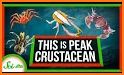 Crab Evolution related image