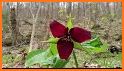PlantFinder - FREE Plant & Flower Identification related image