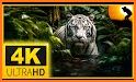 Wild Animal Wallpaper 4K related image