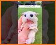 adopte pet baby related image