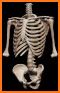 Human Skeletal System 3D related image