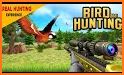 Bird Hunting 2021: New Sniper Hunter games 2021 related image