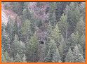 Bigfoot Hunting related image