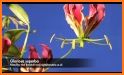 PlantFinder - Flower & Plant Identification related image