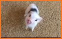 Cute Pig related image