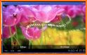 Tulip Flower Painting Launcher Theme related image
