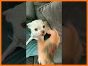 Animal AR Video & Soundboard related image